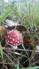 Amanita muscaria
