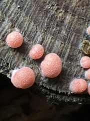 Lycogala exiguum