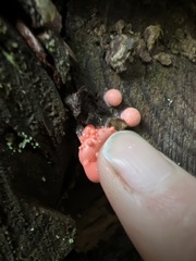 Lycogala exiguum
