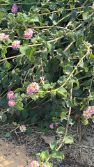 Lantana camara