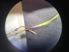 Festuca filiformis
