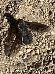 Poecilanthrax californicus