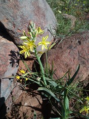 Albuca suaveolens
