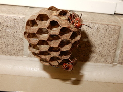 Polistes tenebricosus