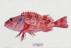 Helicolenus barathri