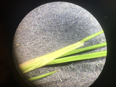 Festuca filiformis