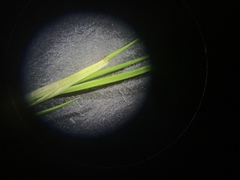 Festuca filiformis