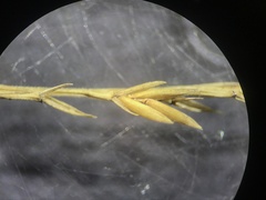 Festuca filiformis
