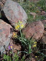 Albuca suaveolens