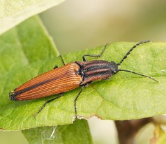 Elatichrosis trisulcatus