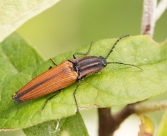 Elatichrosis trisulcatus