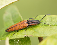 Elatichrosis trisulcatus