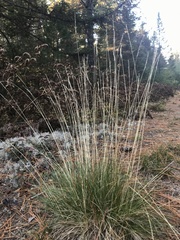 Festuca filiformis