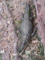Crocodylus suchus