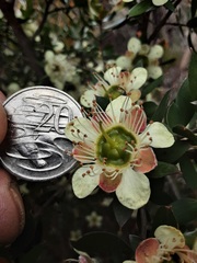 Leptospermum macrocarpum