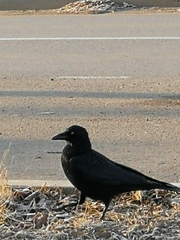 Corvus corone