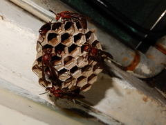 Polistes tenebricosus