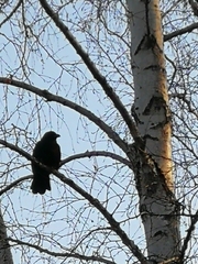 Corvus corone