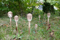 Macrolepiota procera