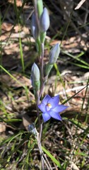 Thelymitra alcockiae