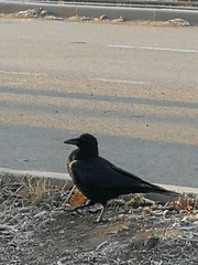 Corvus corone