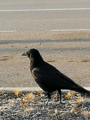 Corvus corone