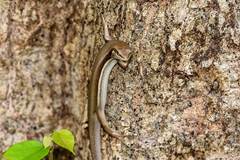 Trachylepis gravenhorstii