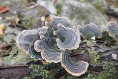 Trametes versicolor
