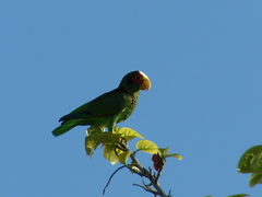 Amazona xantholora