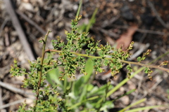 Bossiaea obcordata