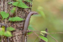 Trachylepis gravenhorstii