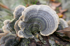 Trametes versicolor