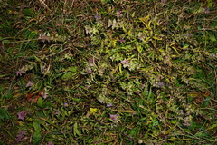 Melampyrum subalpinum
