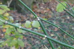 Equisetum hyemale