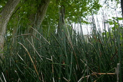 Equisetum hyemale