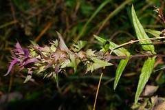 Melampyrum subalpinum