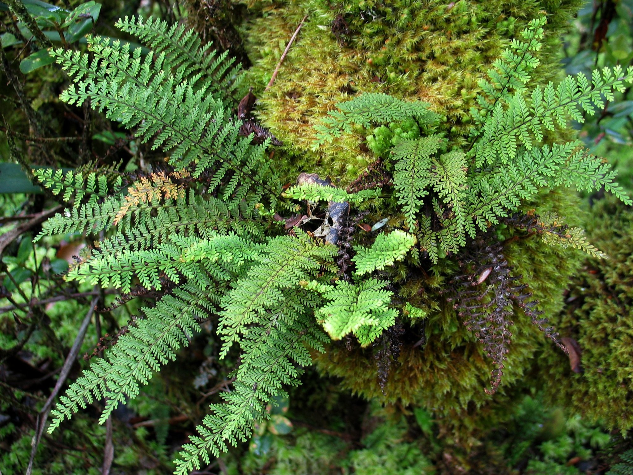 Adenophorus tamariscinus