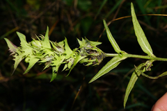 Melampyrum subalpinum