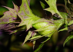 Melampyrum subalpinum