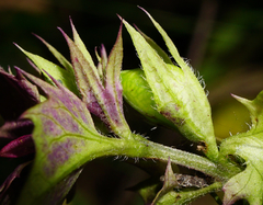 Melampyrum subalpinum