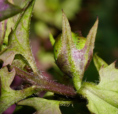 Melampyrum subalpinum