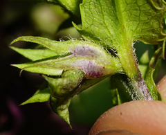 Melampyrum subalpinum