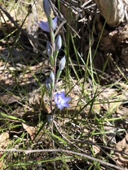 Thelymitra alcockiae