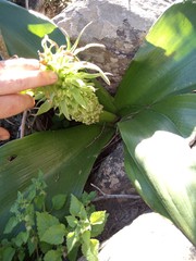 Eucomis regia