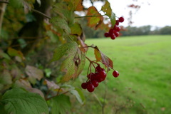 Viburnum opulus