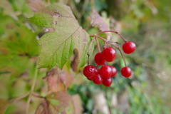 Viburnum opulus