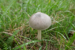 Fungi