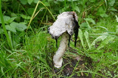 Coprinus comatus