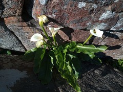 Zantedeschia odorata
