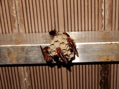 Polistes tenebricosus